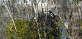 Magpie couple at nest building two magpies nest