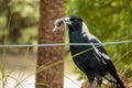 Magpie Eating Mouse