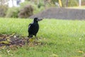 Magpie Eating Mouse