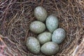 Magpie eggs