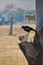 Magpie feeding from giant cup and saucer Royalty Free Stock Photo