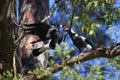 Magpie bird feeding juvenile in tree spring season nature