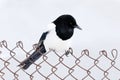 Magpie on the fence, snowy winter. European Magpie or Common Magpie, Pica pica, black and white bird with long tail, in the nature