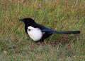 Magpie in field showing plumage