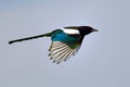 Magpie in flight (pica caudata) Royalty Free Stock Photo