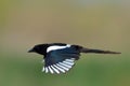 Magpie in flight pica caudata Royalty Free Stock Photo