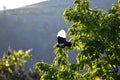 Magpie in flight from a tree Royalty Free Stock Photo