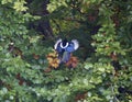 Magpie flying into a tree Royalty Free Stock Photo