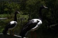 Magpie Geese Royalty Free Stock Photo