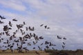 Magpie geese in flight Royalty Free Stock Photo