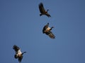 Magpie geese flying Royalty Free Stock Photo