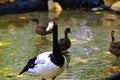 Magpie geese Royalty Free Stock Photo