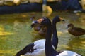 Magpie geese Royalty Free Stock Photo