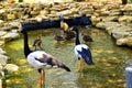 magpie geese Royalty Free Stock Photo