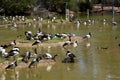 Magpie geese Royalty Free Stock Photo