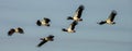 Magpie Geese in Queensland Australia