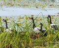 Magpie geese Royalty Free Stock Photo