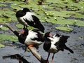Magpie geese Royalty Free Stock Photo