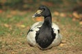 Magpie goose Royalty Free Stock Photo