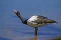 Magpie Goose, anseranas semipalmata, Adult drinking Water, Australia Royalty Free Stock Photo