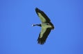 Magpie Goose, anseranas semipalmata, Adult in Flight, Australia Royalty Free Stock Photo