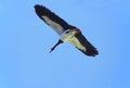 MAGPIE GOOSE anseranas semipalmata, ADULT IN FLIGHT, UNDERSIDE VIEW Royalty Free Stock Photo