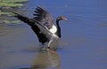 Magpie Goose, anseranas semipalmata, Adult taking off from Water, Australia Royalty Free Stock Photo