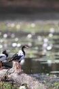 Magpie goose Royalty Free Stock Photo