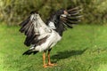 Magpie goose (Anseranas semipalmata) bird Royalty Free Stock Photo
