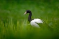 Magpie goose, Anseranas semipalmata, black and white goose duck from Australia in the green grass. Bird in the habitat. Wildlife s Royalty Free Stock Photo