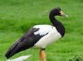 Magpie goose anseranas semipalmata Royalty Free Stock Photo