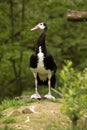 Magpie Goose, Anseranas semipalmata, a large goose Royalty Free Stock Photo