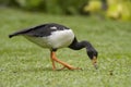 Magpie Goose - Anseranas semipalmata Royalty Free Stock Photo