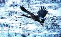 Magpie Goose Anseranas semipalmata Royalty Free Stock Photo