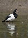 Magpie Goose Royalty Free Stock Photo