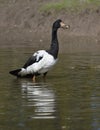 Magpie Goose Royalty Free Stock Photo