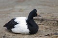 Magpie Goose, Anseranas semipalmata, relaxing Royalty Free Stock Photo