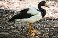 The magpie goose (Anseranas semipalmata) Royalty Free Stock Photo