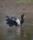 Magpie Goose Royalty Free Stock Photo