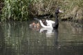 The magpie goose is a black and white bird her chicks are brown and grey