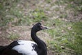 Magpie Goose In Field