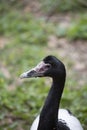 Magpie Goose In Field Royalty Free Stock Photo