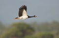 Magpie goose in flight with copy space Royalty Free Stock Photo