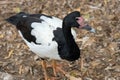 Magpie Goose Full Body Royalty Free Stock Photo