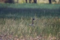 Magpie goose hiding