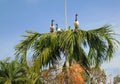 Magpie geese perched high on a palm tree top, looking at the late afternoon sun. Royalty Free Stock Photo