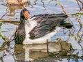 Magpie Goose in Queensland Australia Royalty Free Stock Photo