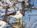 Magpie Goose in Queensland Australia Royalty Free Stock Photo