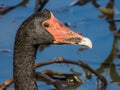 Magpie Goose in Queensland Australia Royalty Free Stock Photo