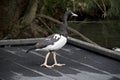 A magpie goose Royalty Free Stock Photo